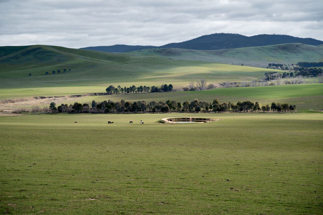 Rolling green tablelands country with a dam, scattered gums and cattle grazing.